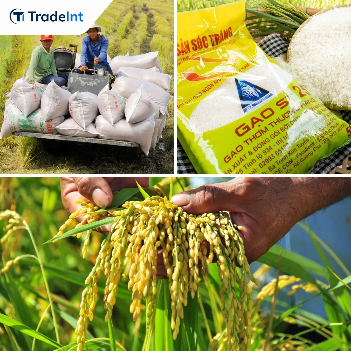 Vietnam Rice Exports - Vietnam Agricultural & Seafood Exports - Trade Intelligence Global Pte Ltd