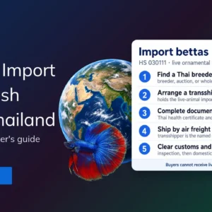 TradeInt banner outlining how to import betta fish from Thailand in five steps using global trade data, customs data, and bill of lading on TradeInt trade data platform
